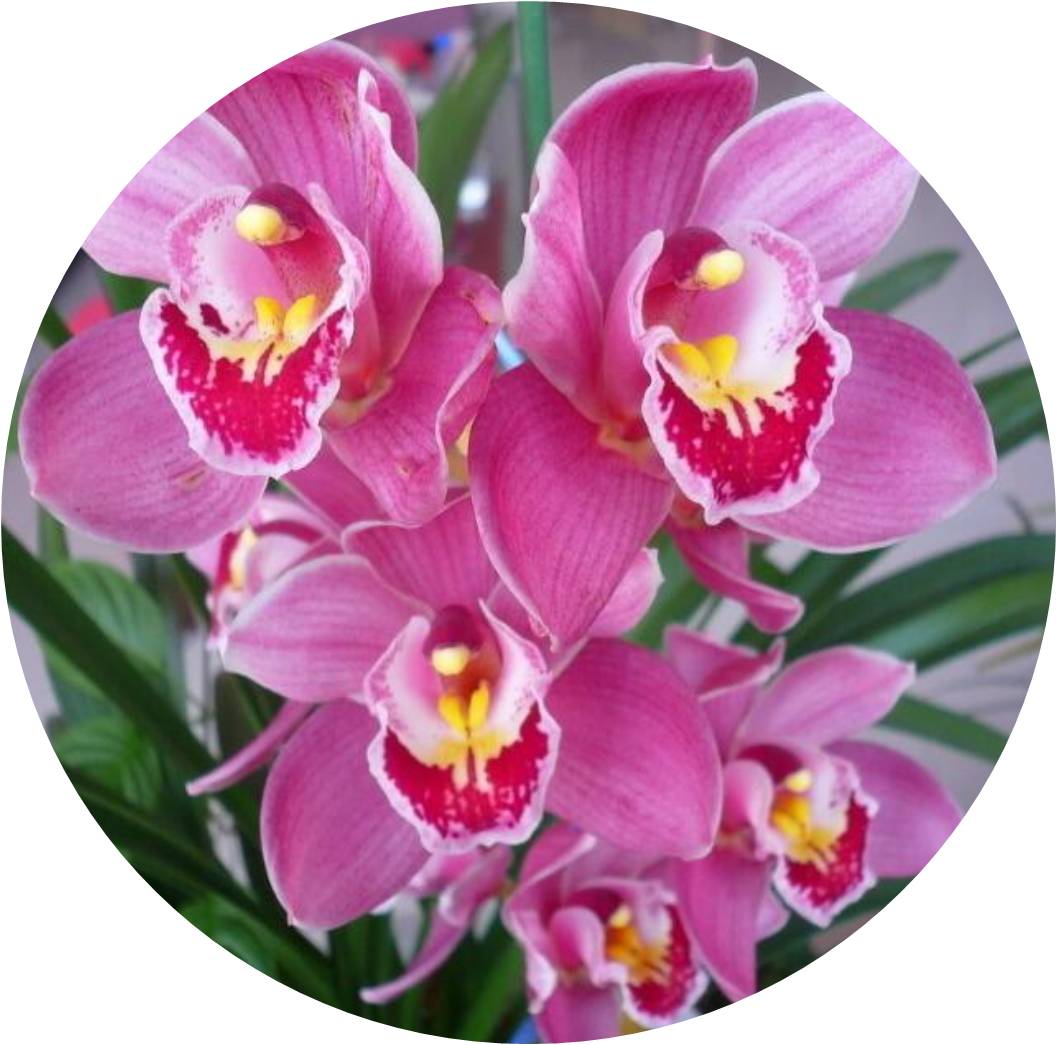 菊竹梅兰图欣赏,花中四君子的兰花图片