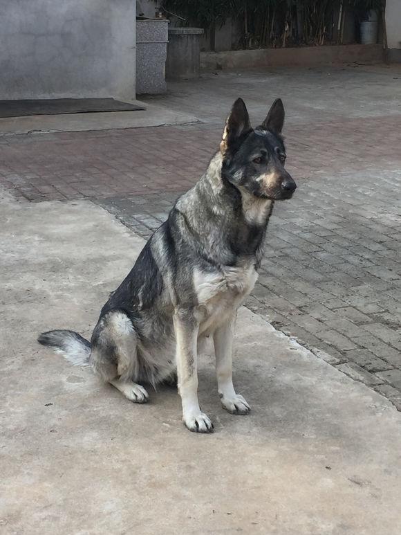 老版狼青犬训练,老版狼青犬视频