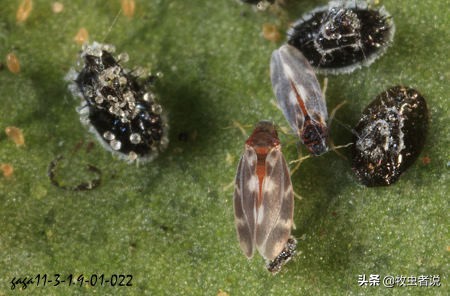 柑橘类叶子上很多黑色的虫卵,柑橘叶片有黑卵块