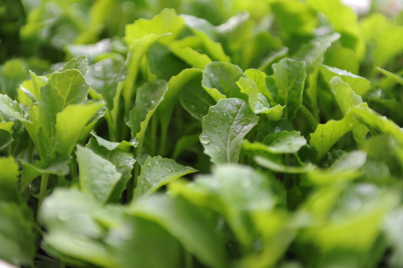 孟浩然过故人庄古诗赏析内涵,孟浩然的过故人庄解读