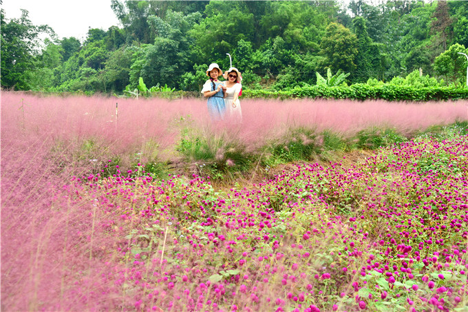 肇庆市粉黛乱子草,肇庆德庆盘龙峡薰衣草