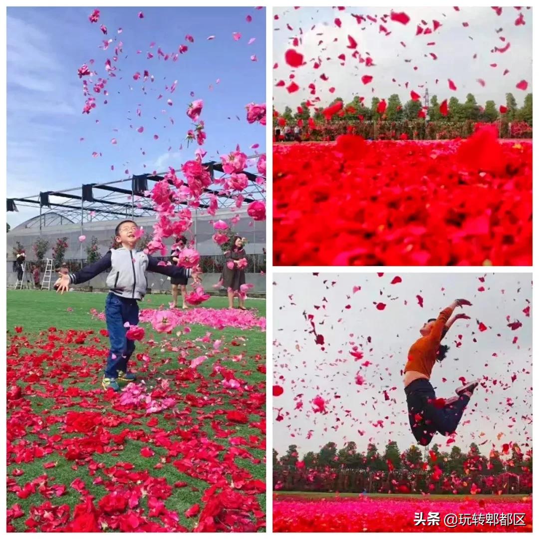 郫都区最美的花海,成都郫都花乡玫瑰开放了吗