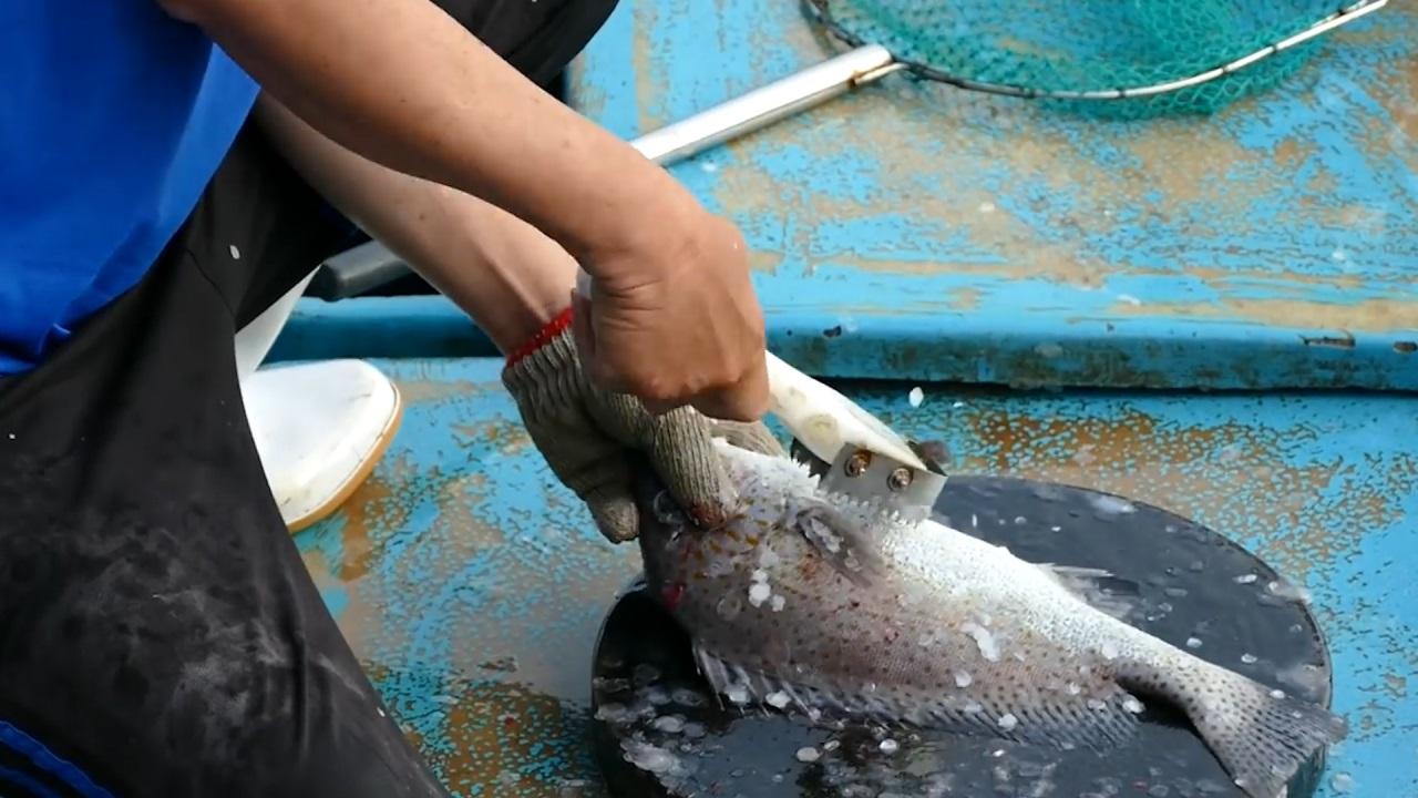 狗可以吃牛磺酸猫粮不,狗吃猫粮牛磺酸中毒