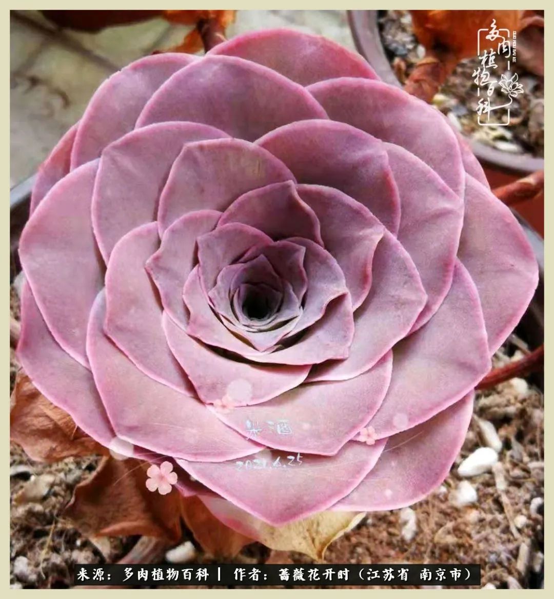 又见颜的妩媚，色的诱惑！这些山地玫瑰礼盒惊艳了眼眸