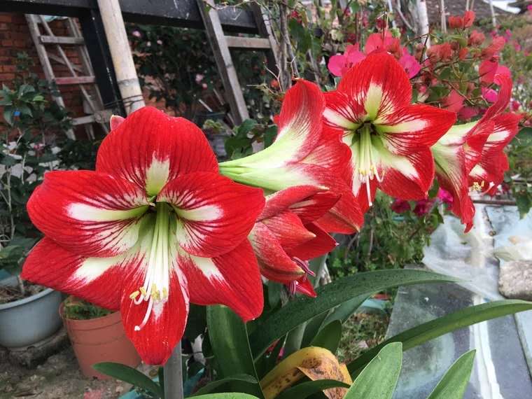 家里花卉小虫子怎么治,家里花草生虫怎么办