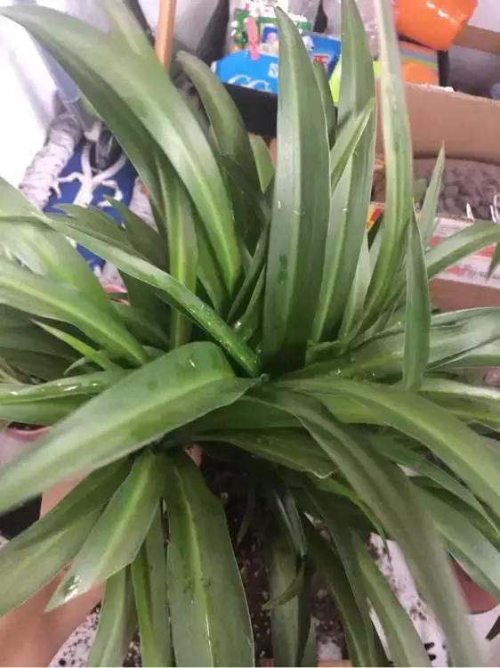 绿萝吊兰爱“吃土”，2年盆土“吃光光”，说啥也要换土！