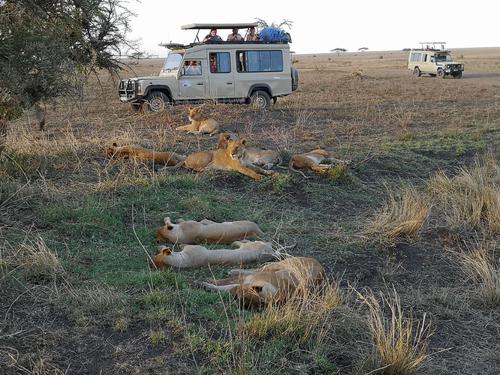 老虎为什么用舌头舔伤口,老虎舌头跟狮子的舌头一样吗