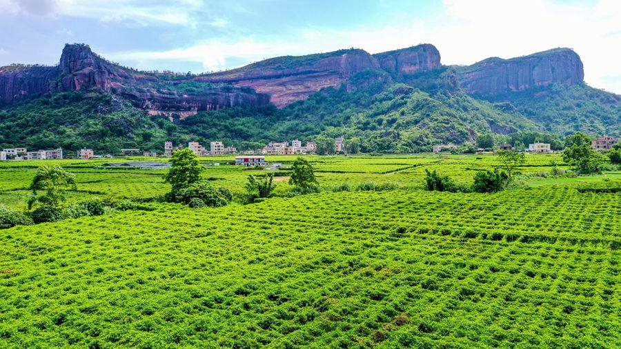 拼多多上的百香果，吃货就知道加蜂蜜，当地农民却靠它盖房娶老婆