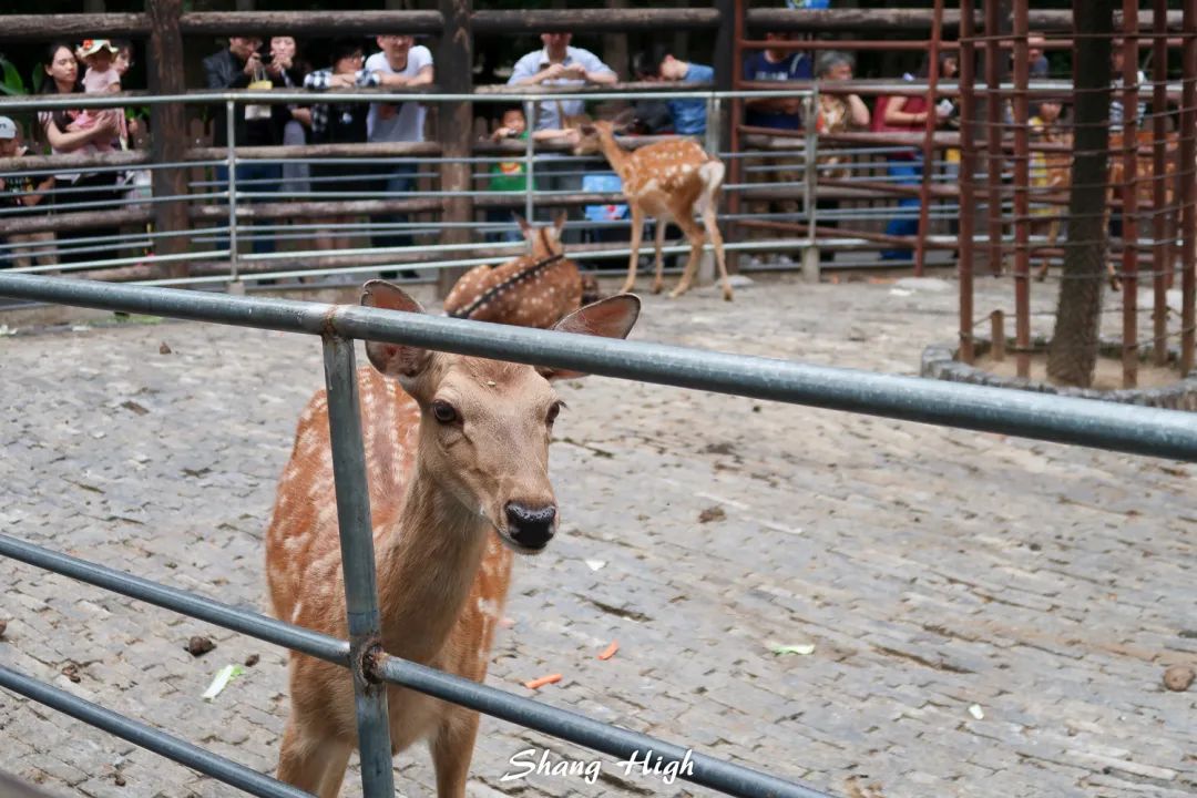 和平公园动物岛还有吗,和平公园可以喂动物吗