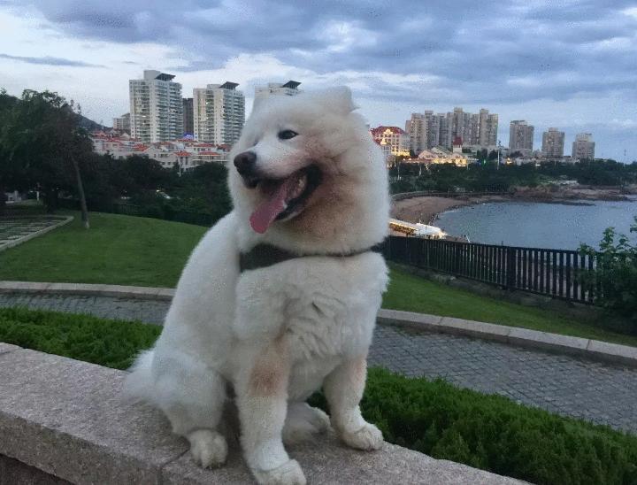 萨摩耶越来越瘦怎么回事,萨摩耶偏瘦怎么办