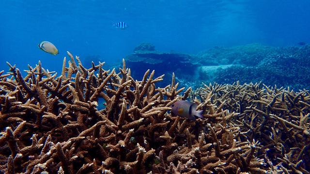 芽庄潜水一般多少米,芽庄深潜和浮潜的区别