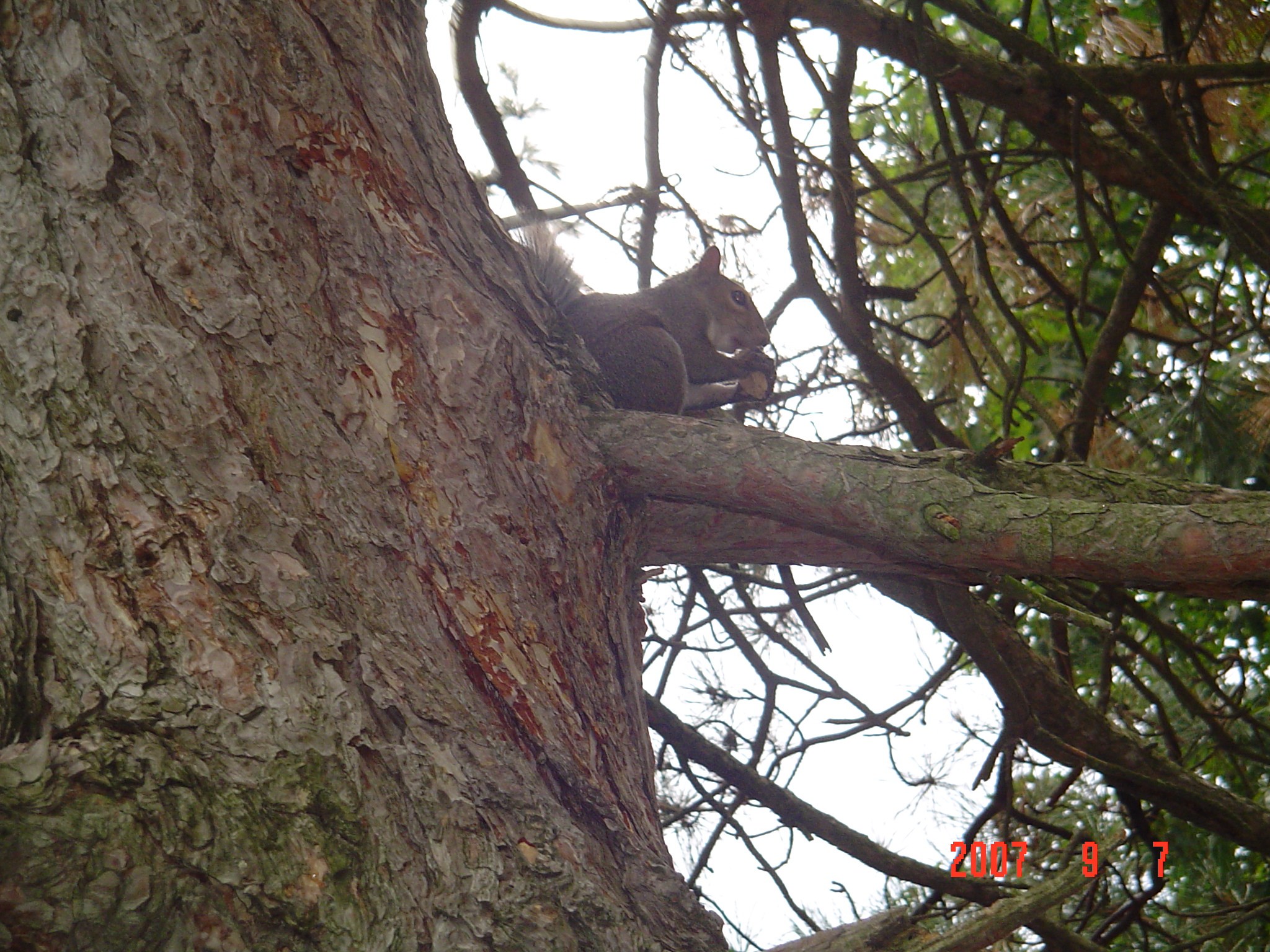 我的“大尾巴”，你在异国他乡还好吗？