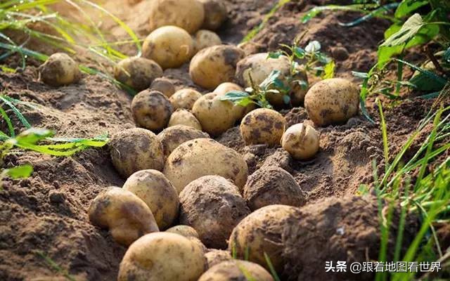 橘色与绿色,博因河战役