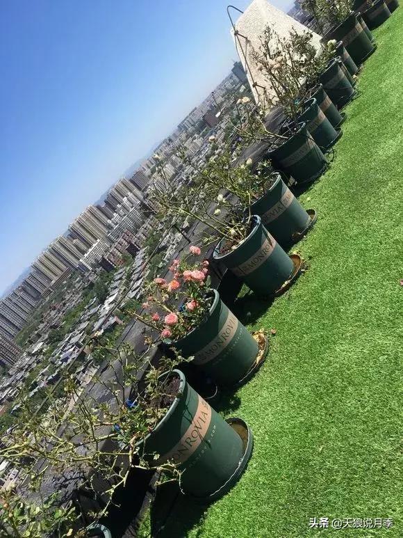 露台打造花海,她用10年改造庭院