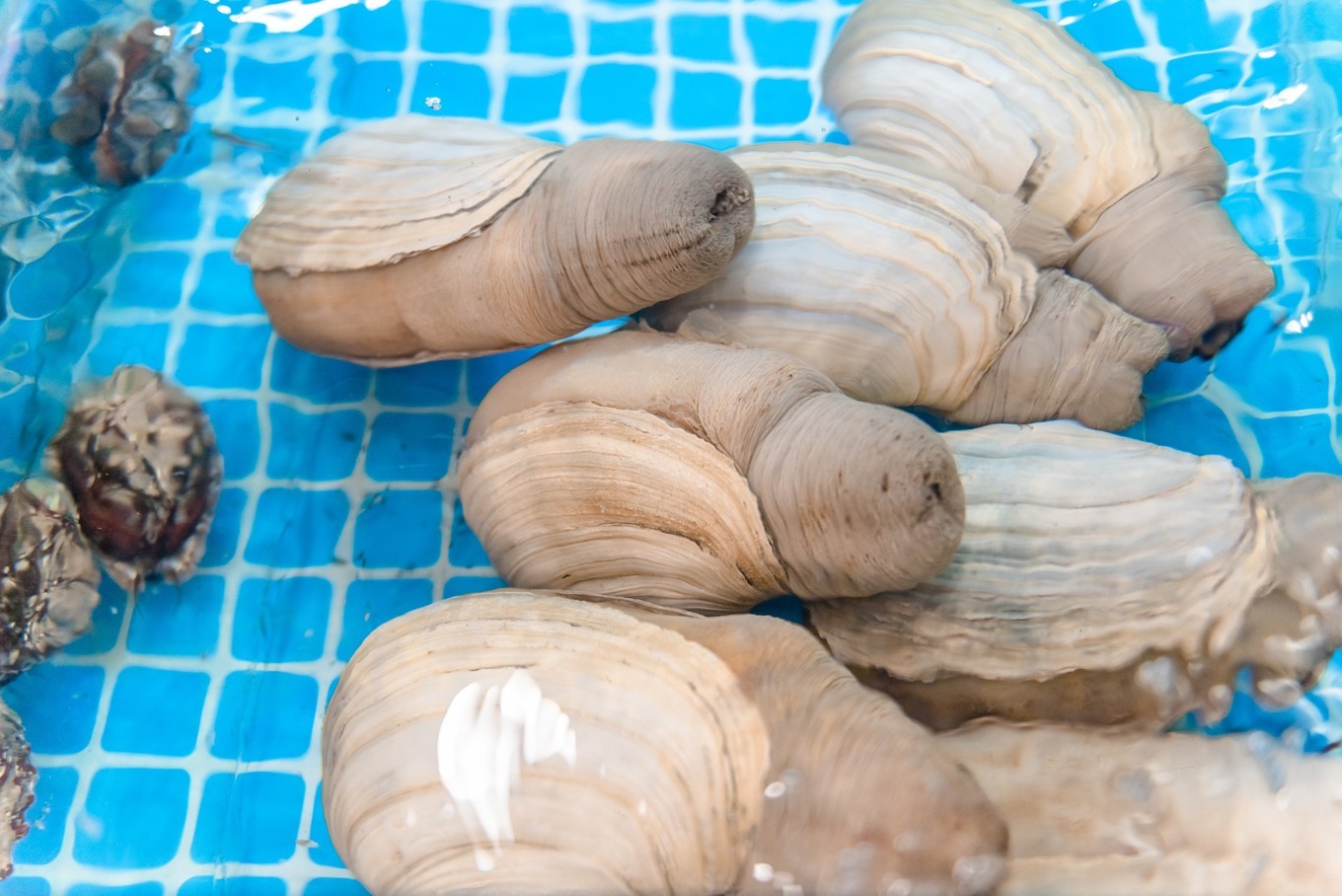 你来三亚一趟，不长个3、5斤肉，对不起自己【附：热门餐厅点菜