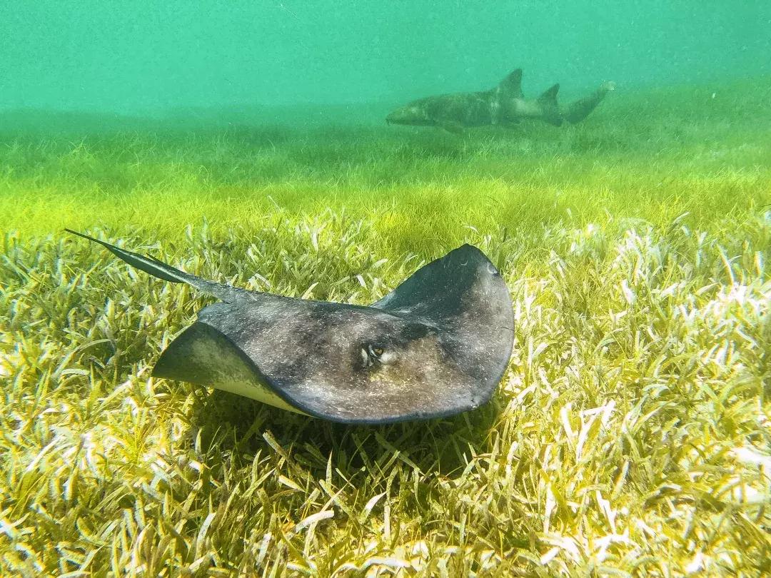 华为p30的镜头模组叫什么,华为p30镜头是蓝宝石的吗