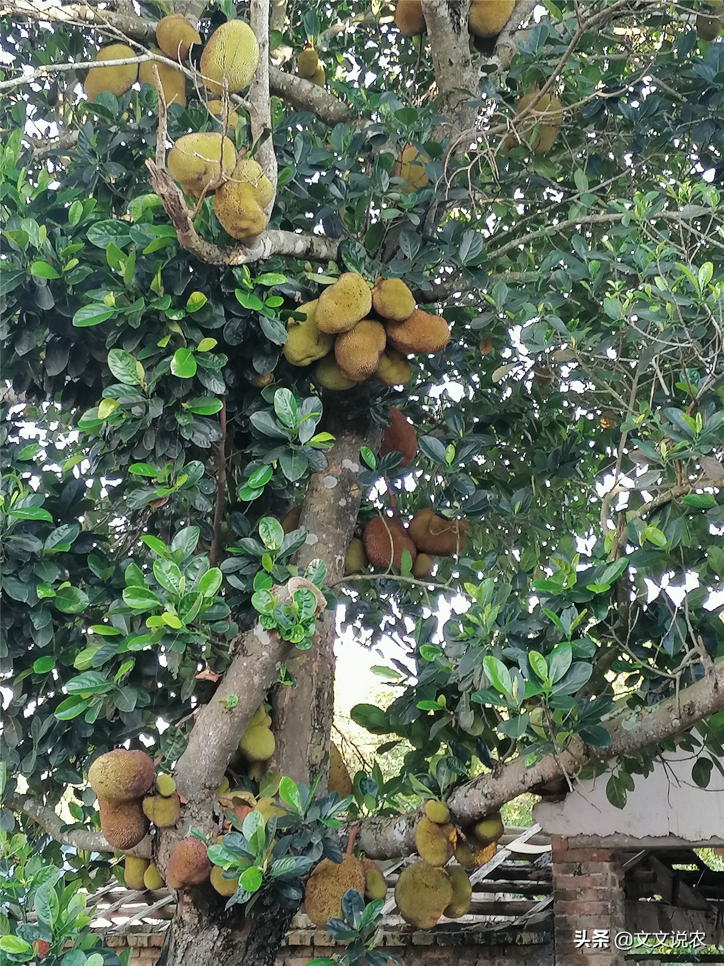 树菠萝不开花怎么回事,大树菠萝剪枝正确方法