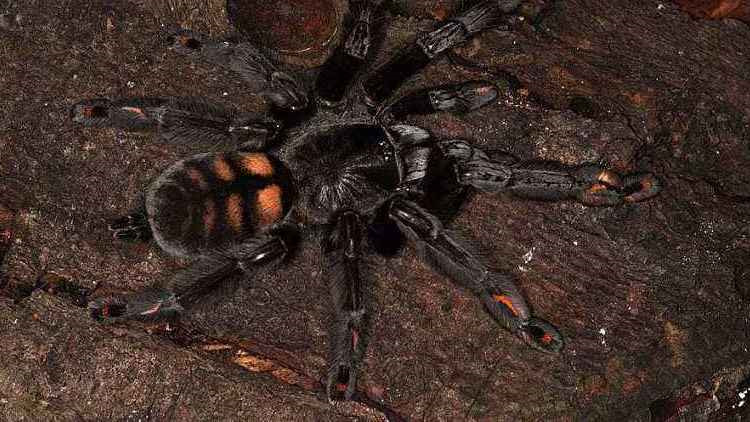 饲养蜘蛛要准备哪些用品,巴西所罗门蜘蛛饲养教程