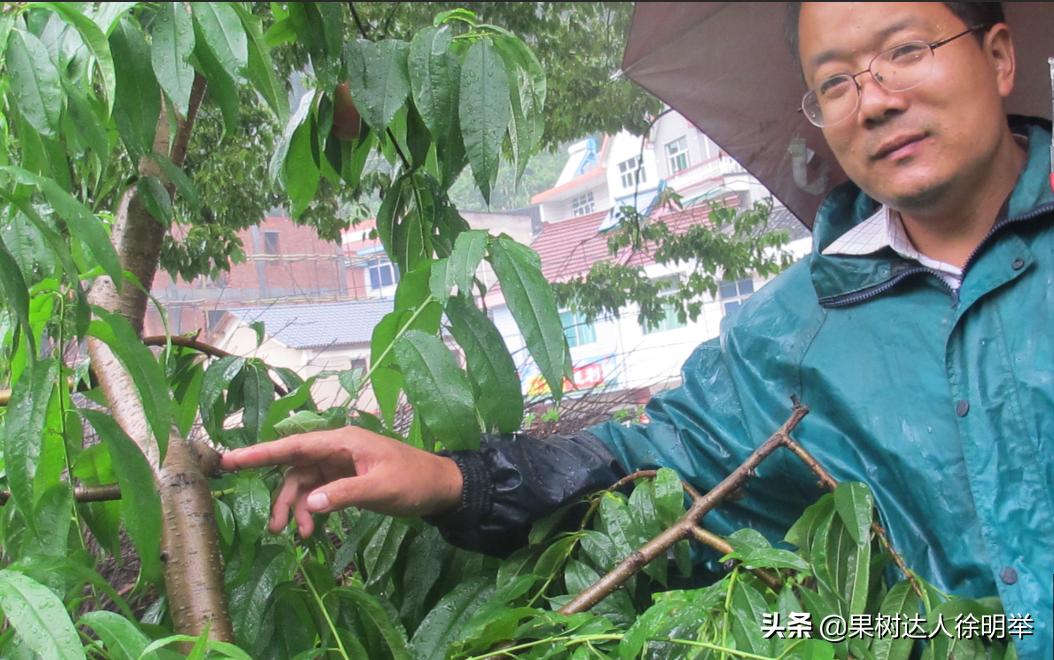 桃树修剪不长高,从没修剪过的老桃树复壮修剪