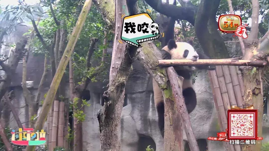 为了寻找“黄金侠”,大亚湾居然上演中国功夫?