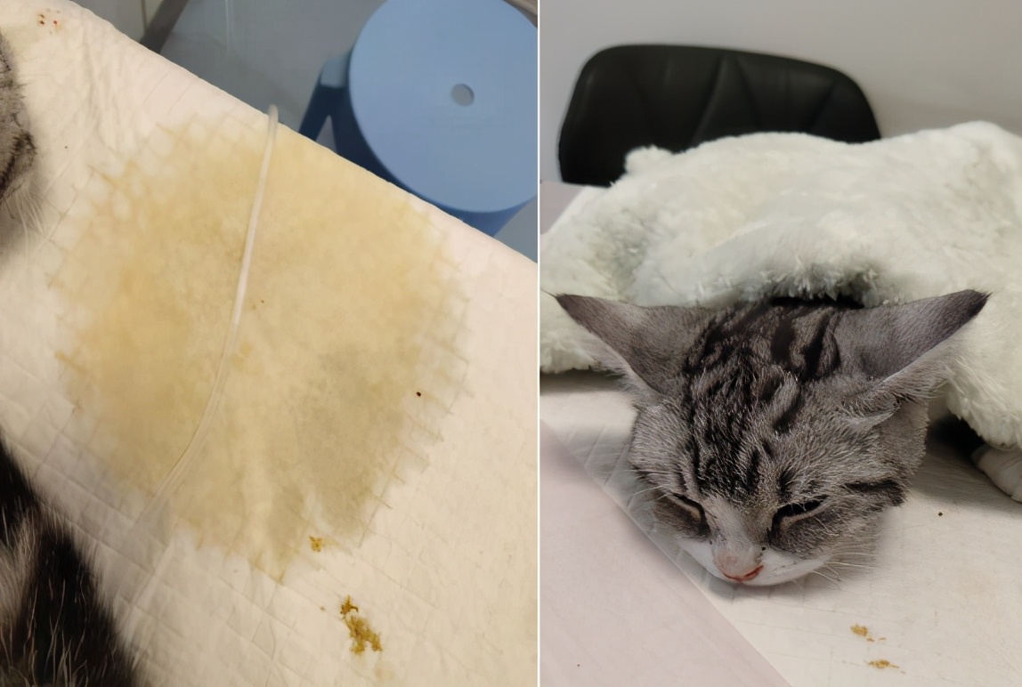 团子猫传腹治好了吗,团子的猫传腹