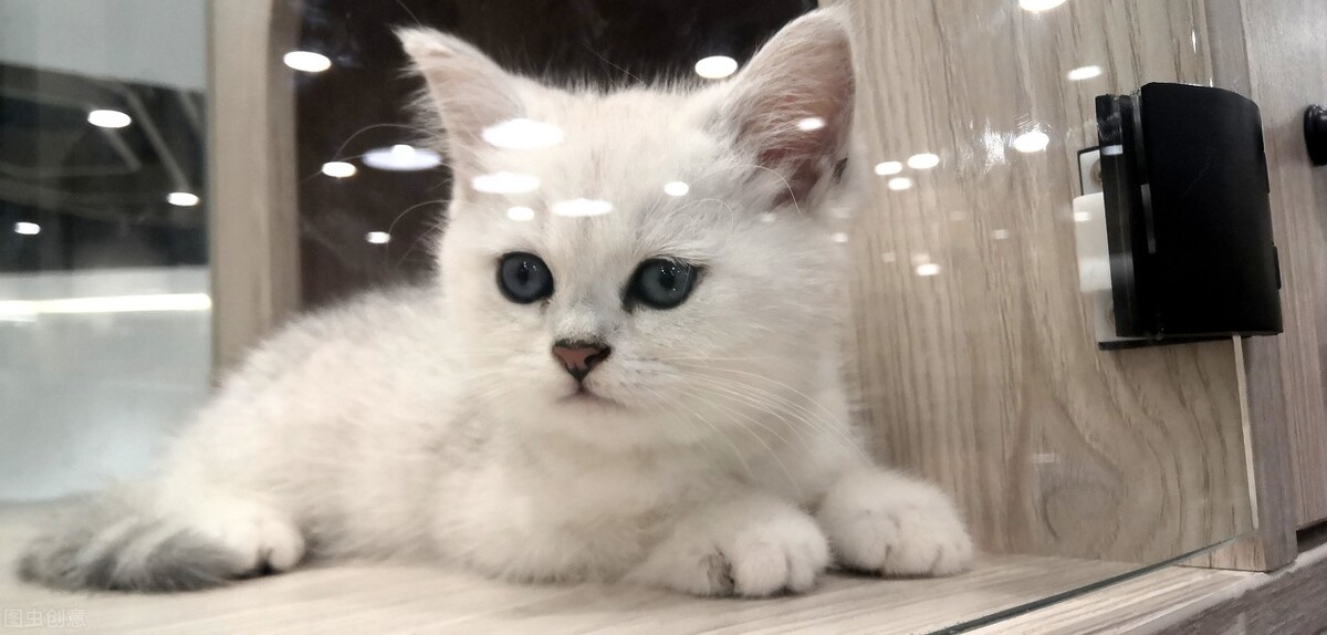 追忆我家那千娇百媚的猫小姐(云樵)