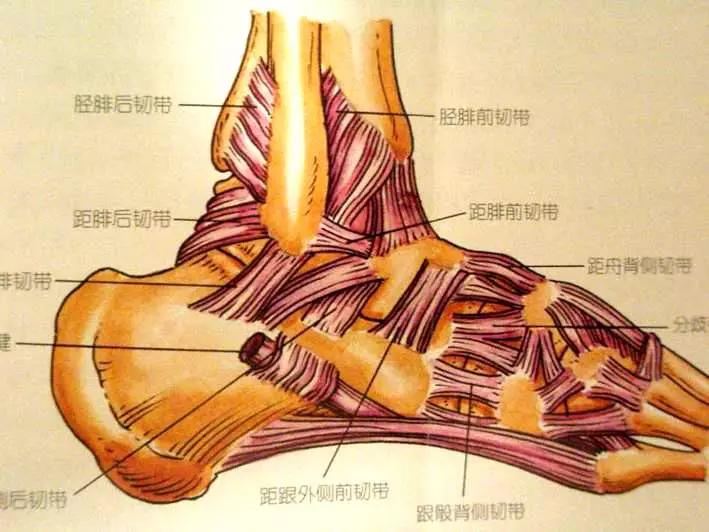 踝关节撞击症问诊,踝关节内侧撞击综合症位置图
