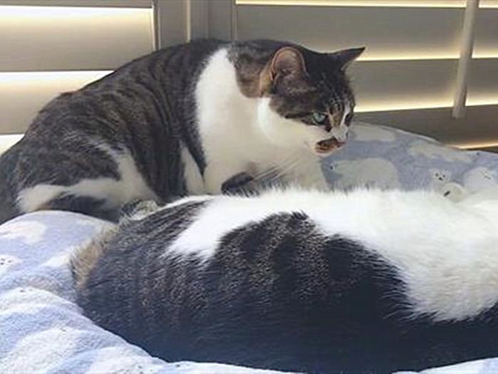 猫咪有这些特征说明它已经认主了,猫咪什么时候开始认主