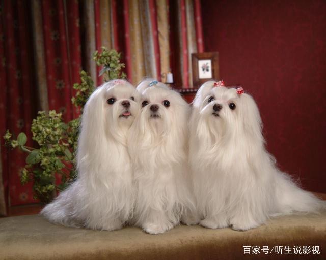 狗狗的种类图片,双鱼座狗狗性格特点