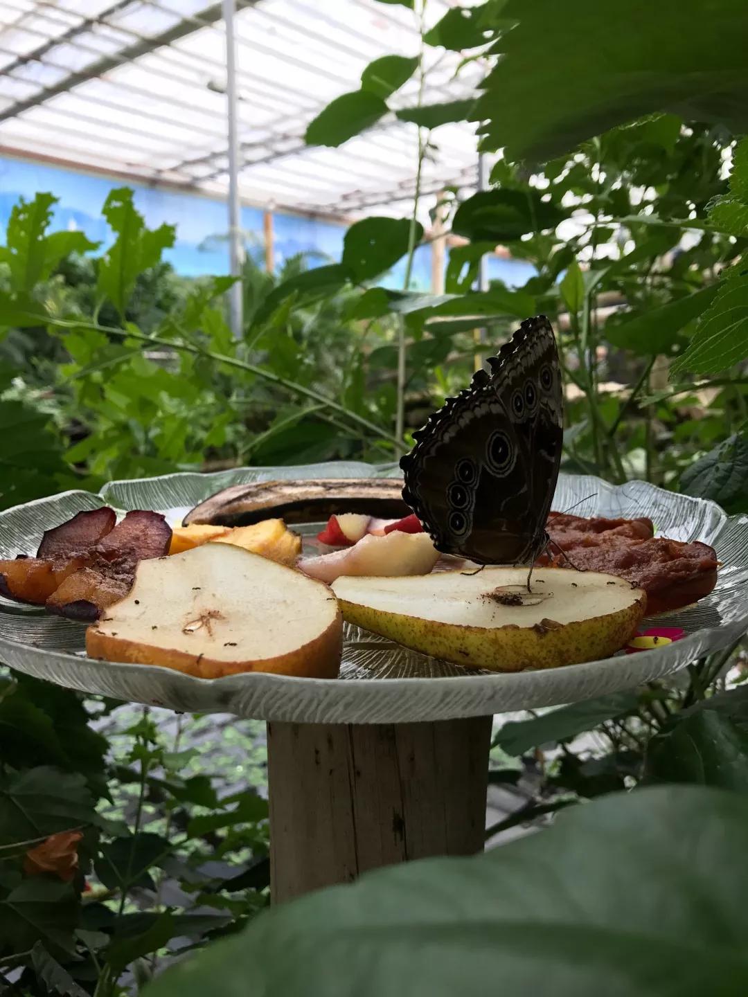 建一座完全不打药的生态花园，所有生命在这里和谐共处，值得收藏