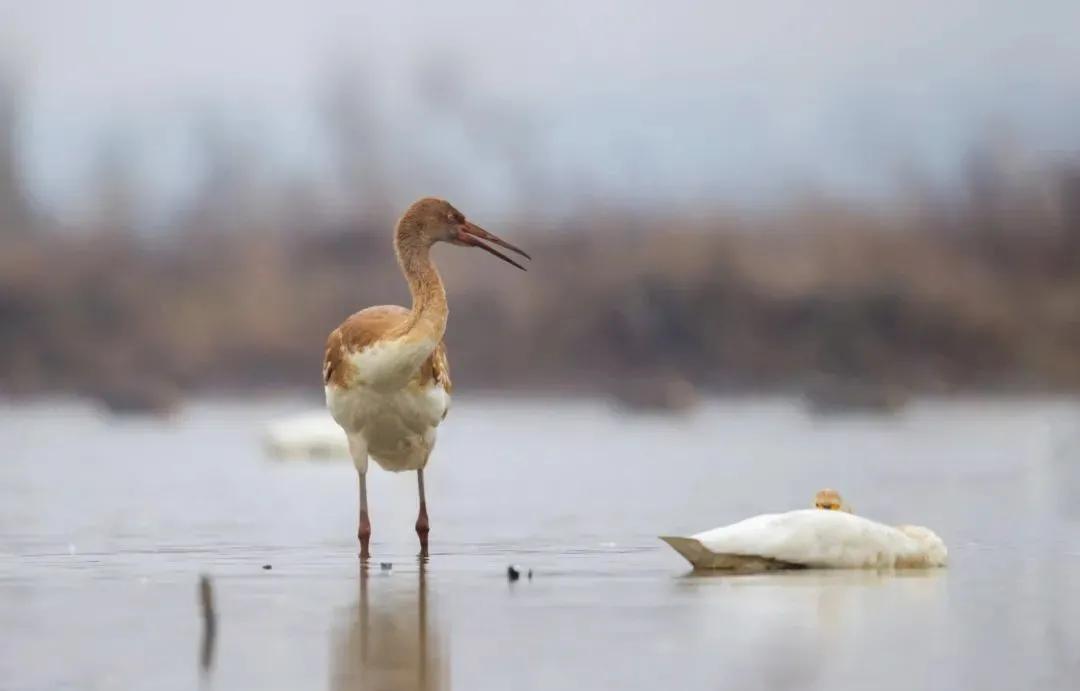 崔颢:日暮乡关何处是?烟波江上使人愁