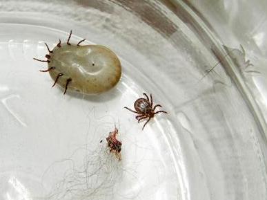 家里有跳蚤用跳蚤药管用吗,跳蚤止痒的方法小妙招