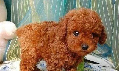 一个半月的泰迪狗狗还可以断尾吗,泰迪断尾和贵宾断尾