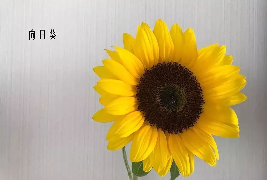 花店里同款的两种不同价格的花材,花店最容易被顾客误解的几种花材