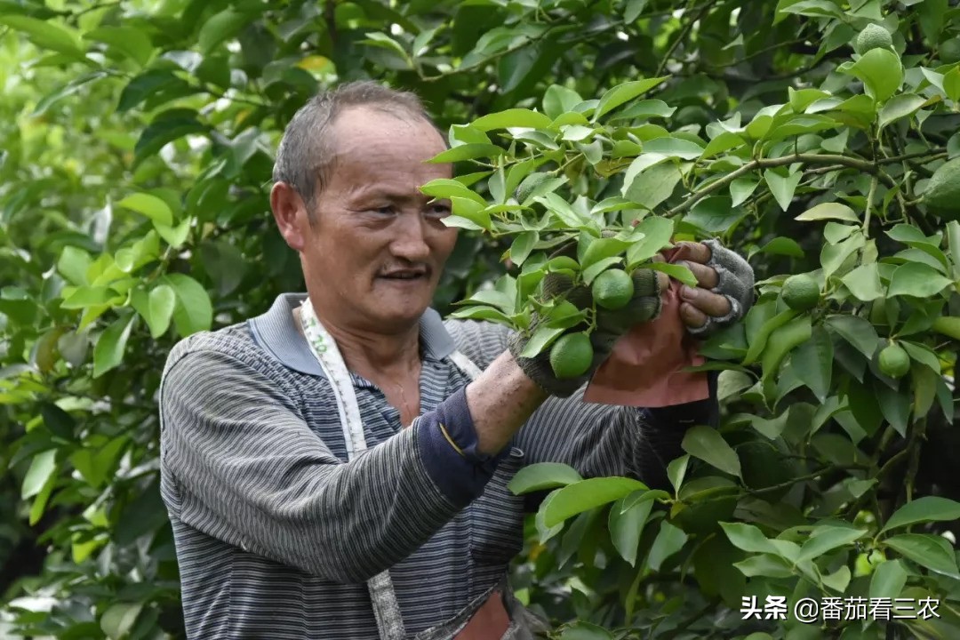 柠檬高产管理技术视频,广东香水柠檬高产种植技术
