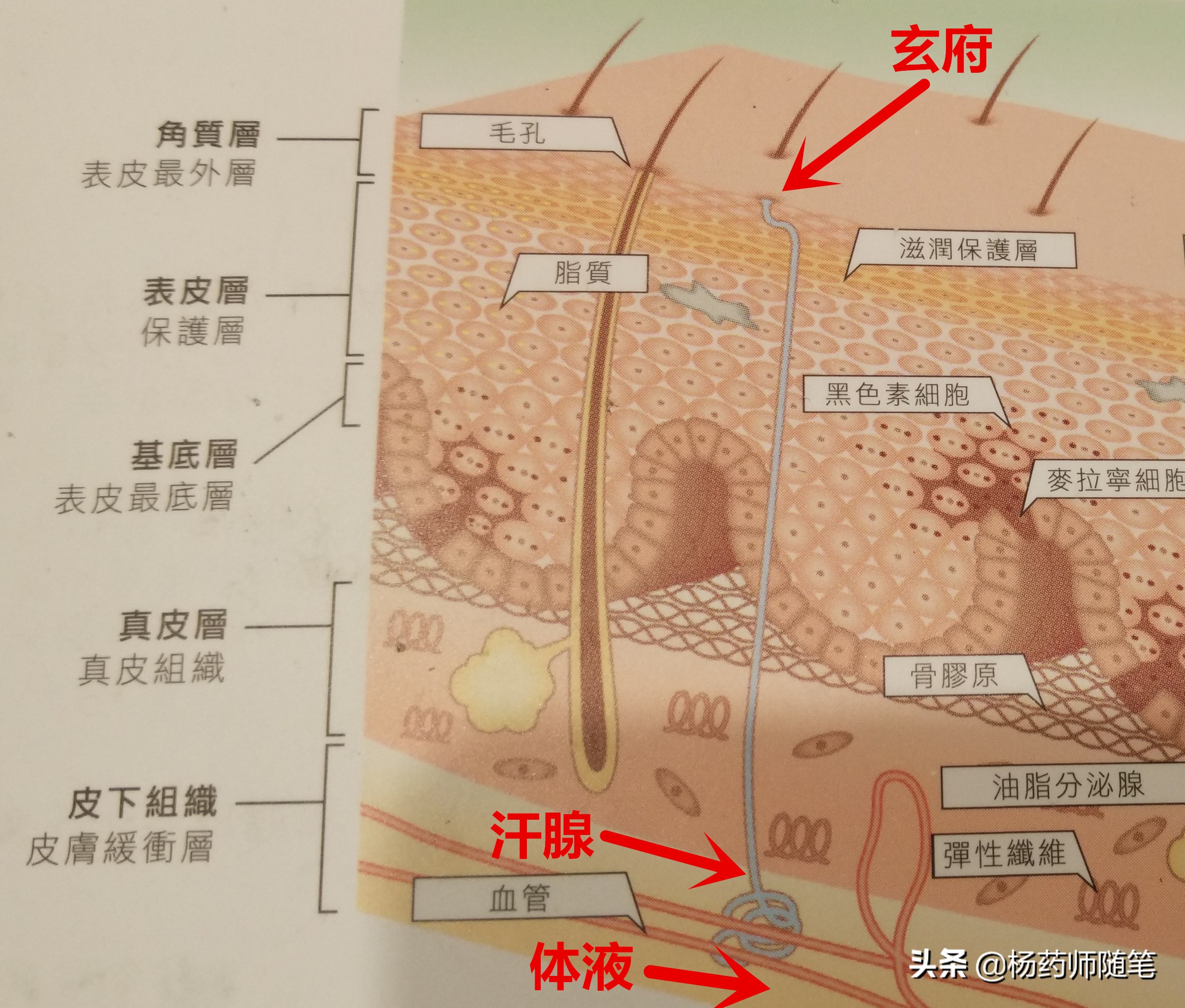 中医学前班|盘一盘老中医爱问的问题：二、有没有出汗？