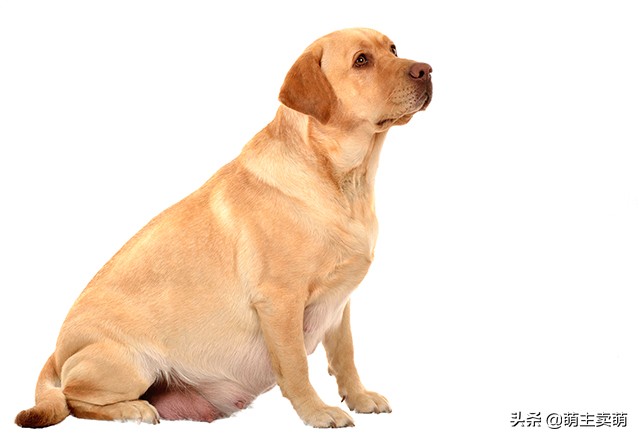 拉布拉多怀孕征兆图片大全,拉布拉多怀孕有什么症状