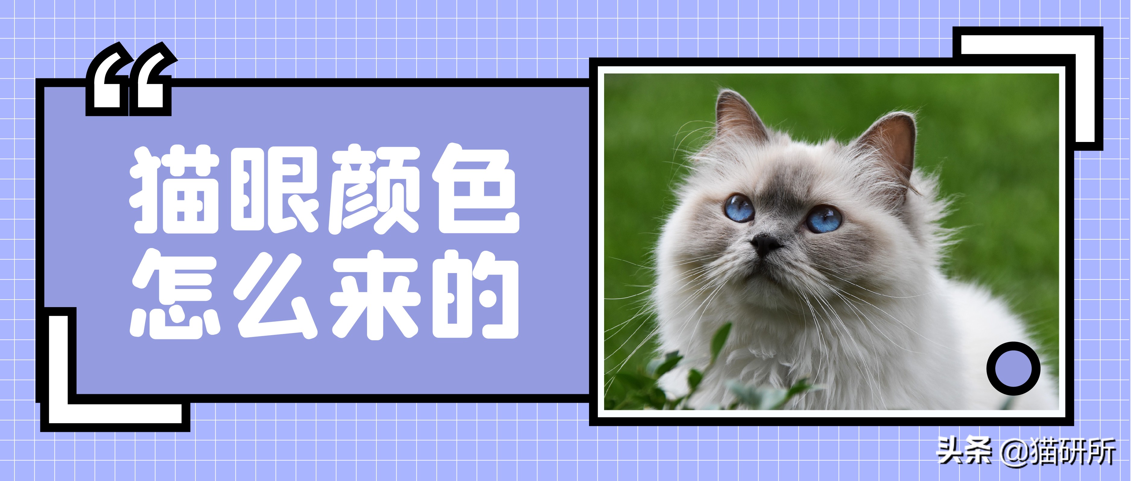 猫咪眼睛不同形态,猫咪的眼睛为什么有各种颜色
