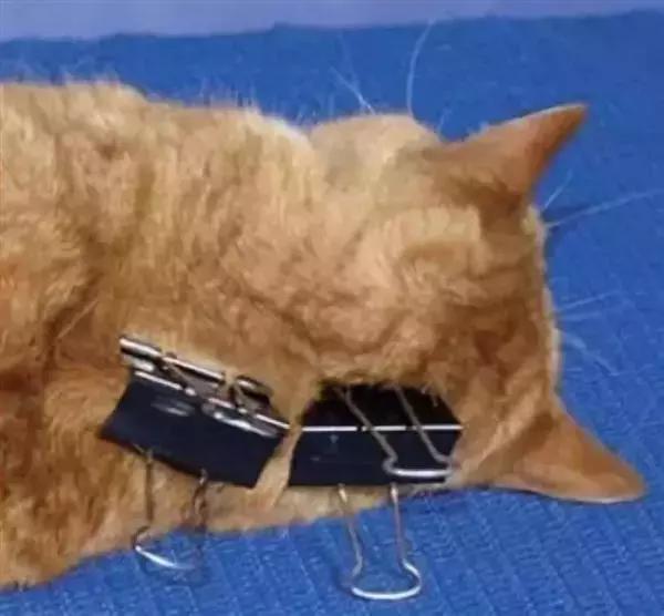 铲屎官错误抱猫被排斥，学会三种正确姿势，主人不再担心被抓伤！