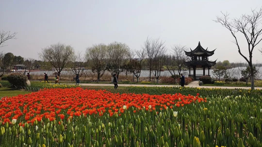 绍兴杭州湾海上花田100万郁金香等你来赏来赴一场春天的约会。