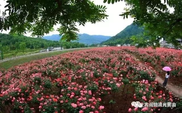 “色香味形”面面俱到！这样的南江你见过吗？