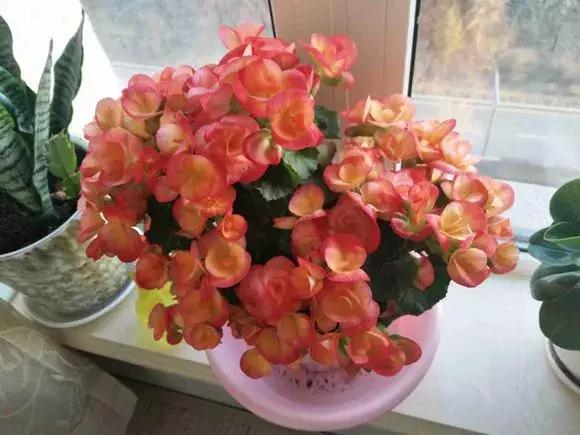 这6种花给点水就爆盆懒人必备,六种花千万别养