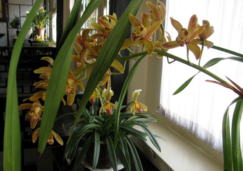 养吊兰君子兰学会1个小方法,君子兰吊兰怎么养才能长得快