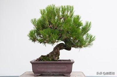 短针黑松怎么养护,短针黑松修剪教学