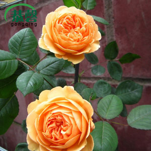 99棵月季,最值得入手的玫瑰月季