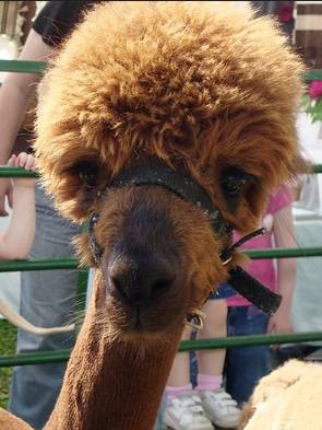 时髦的羊驼,有格调的羊驼