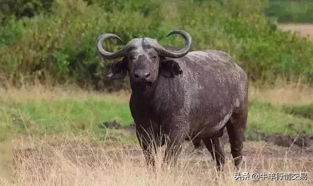 牛常见品种有哪些,牛的品种介绍及图片