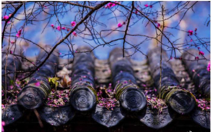 心樱完整版,心樱