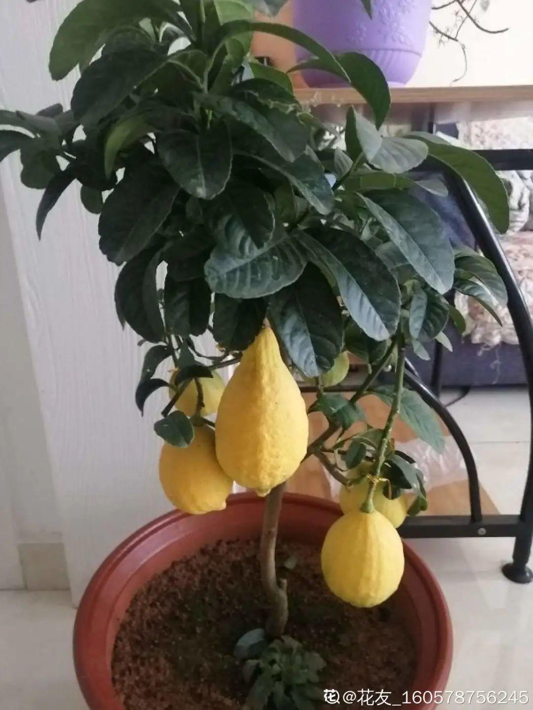 耐寒又好养的香水花,家里可以养法国香水花