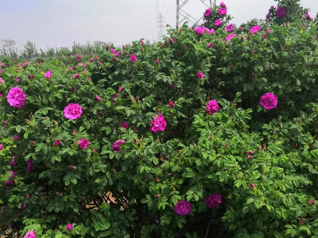 教你如何避开假货买到真品,一张图告诉你怎样分辨假货